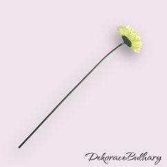 Gerbera běžová