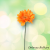 Gerbera 45 cm oranžová