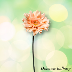 Gerbera 45 cm lososová