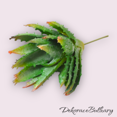Větvička aloe vera 17 cm zelená