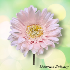 Gerbera 45 cm světle růžová