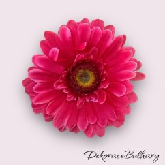 Gerbera růžová