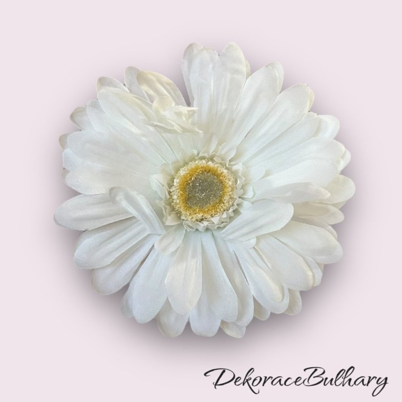 Gerbera bílá