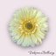 Gerbera Vanilka