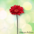 Gerbera 45 cm červená