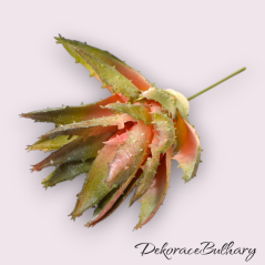 Větvička aloe vera 17 cm narůžovělá