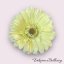 Gerbera Sv. zelená