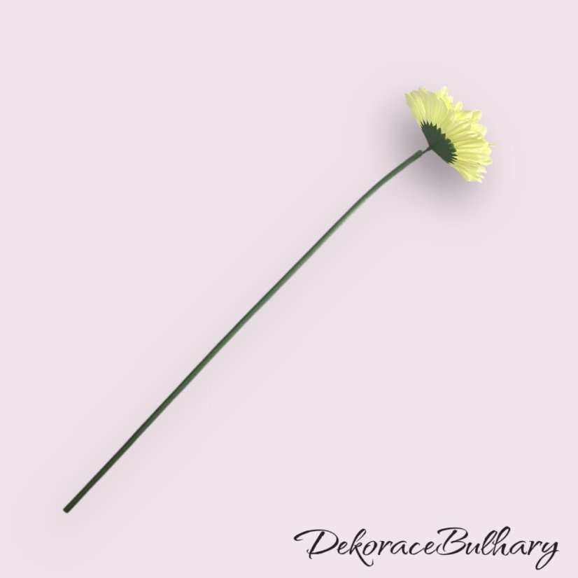 Gerbera běžová