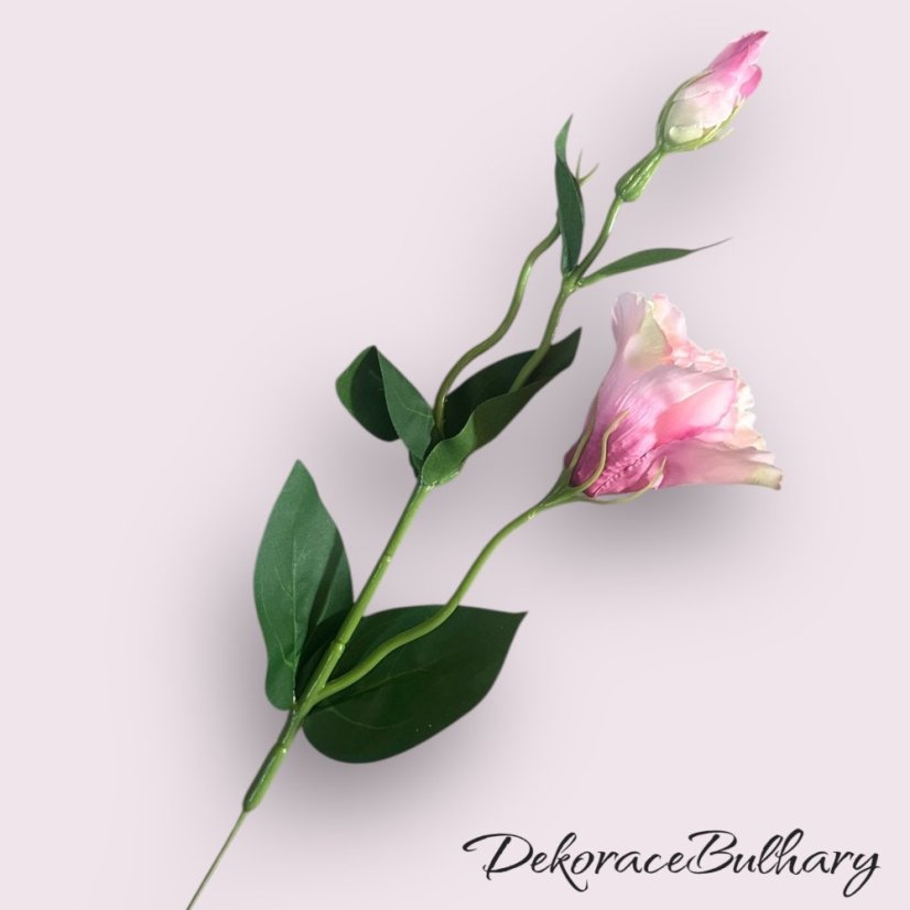 Eustoma bordó
