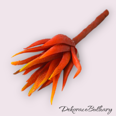 Větvička aloe vera 16 cm vínová