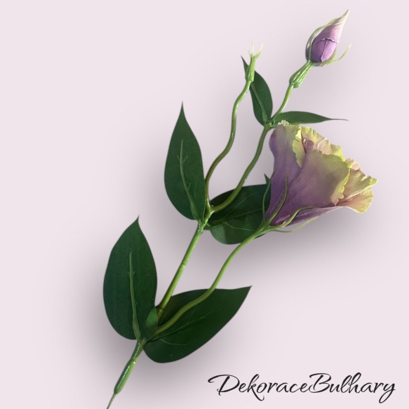 Eustoma bordó