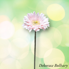 Gerbera 45 cm světle růžová