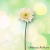 Gerbera 45 cm krémová