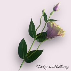 Eustoma bordó